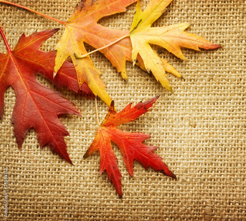 Fotografie Autumn Leaves over Burlap background