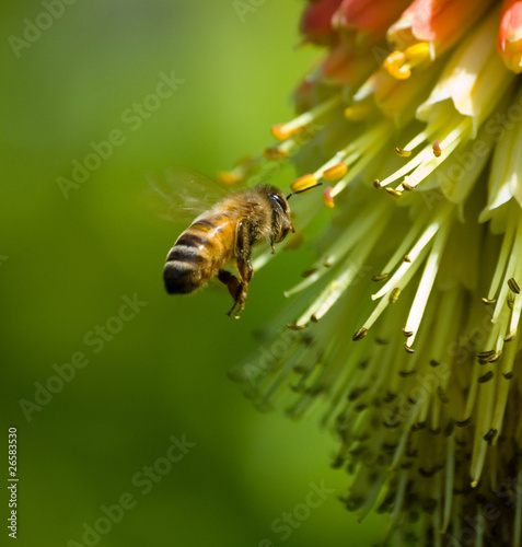 Bee Flying #1