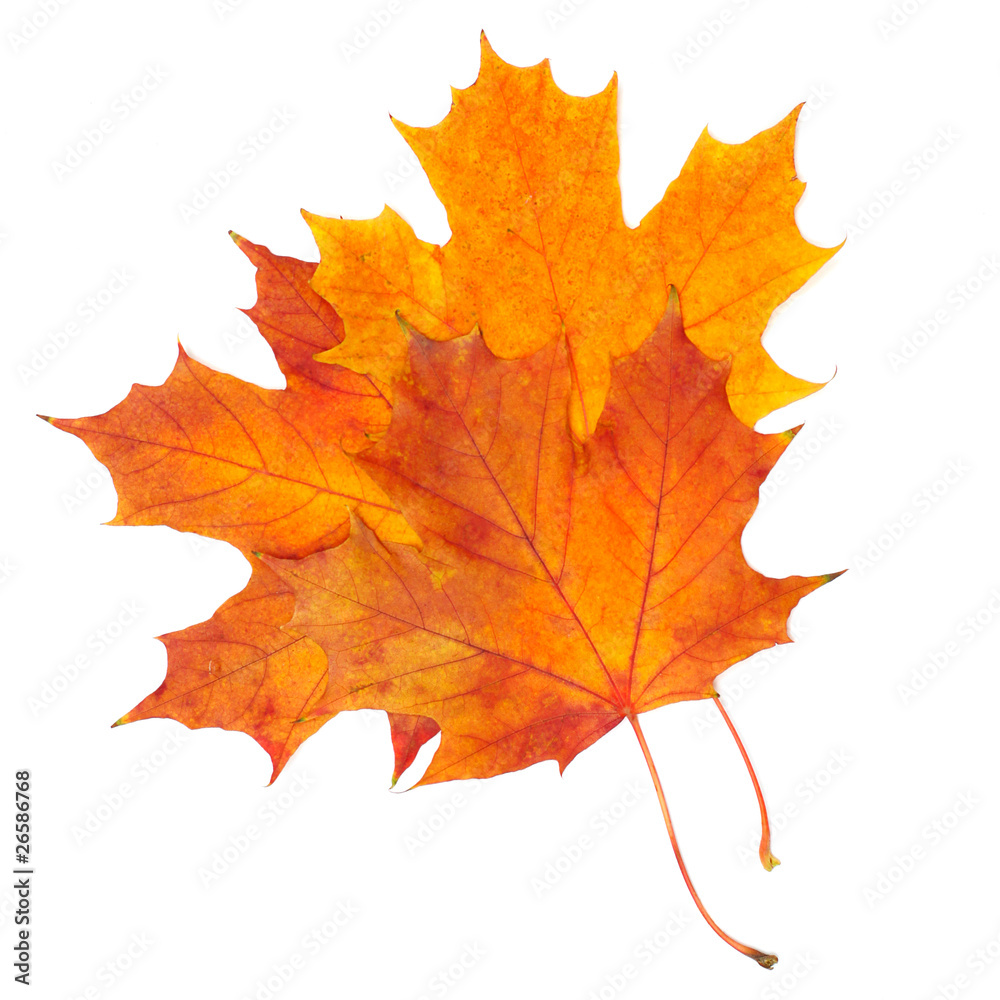 autumn maple leaf isolated on white autumn maple leaf isolated on white