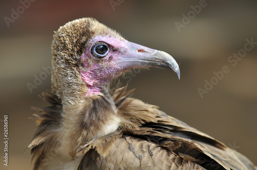 Portrait de profil d un vautour charognard