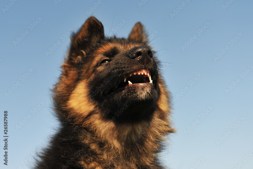 chiot berger allemand en colère chiot berger allemand en colère