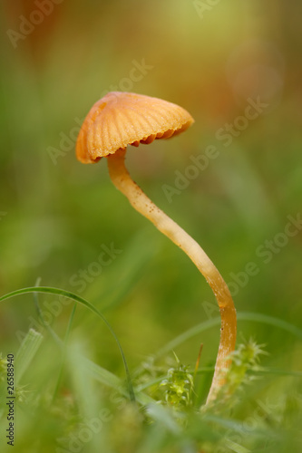 Fungi (Galerina hypnorum)