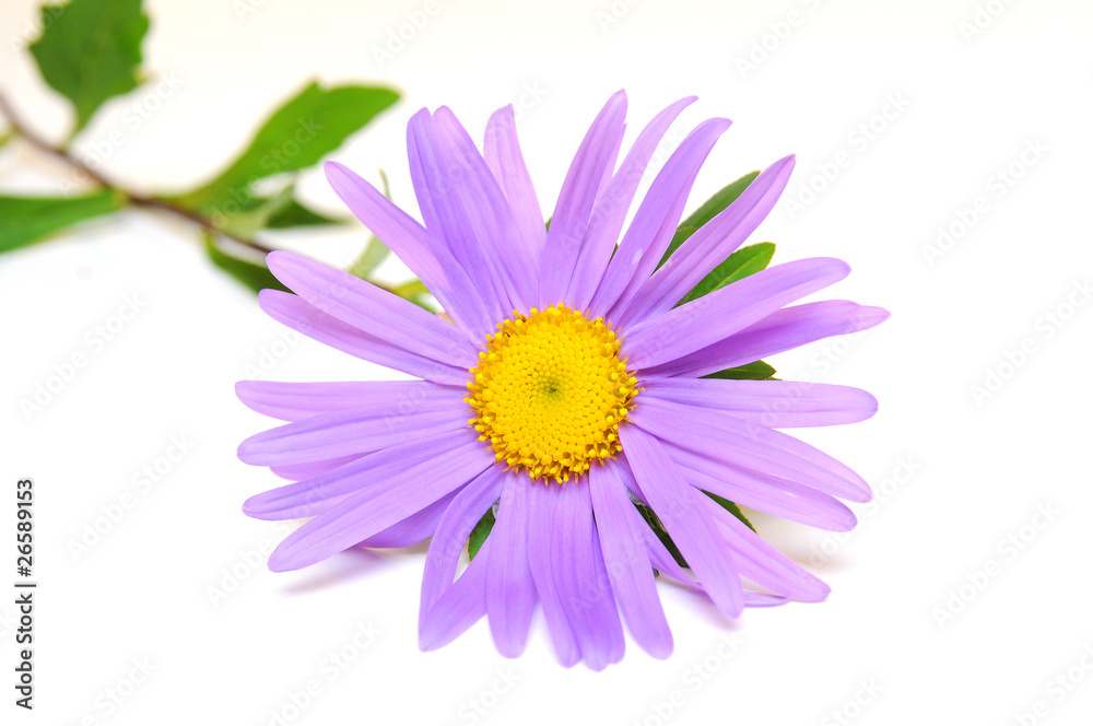 Lila Margerite Lila Margerite