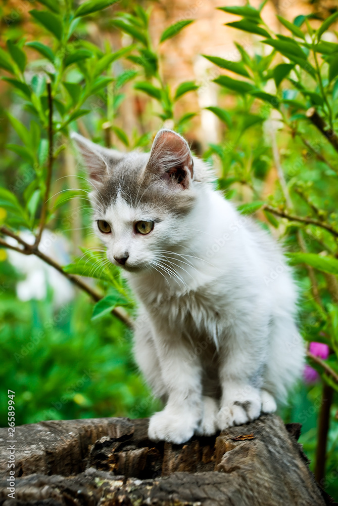 cat in a garden