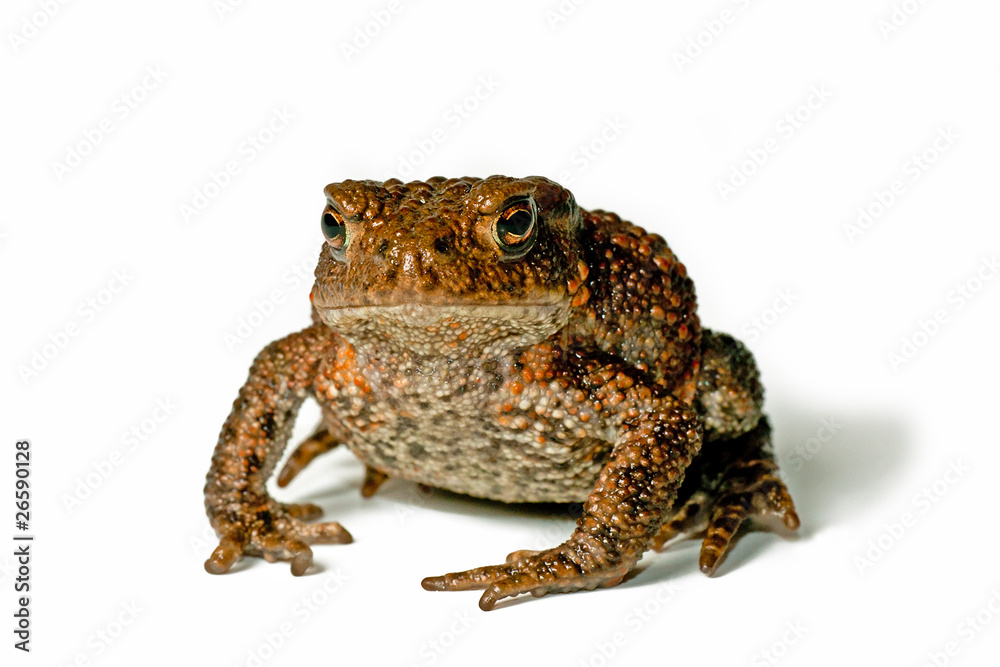Fototapeta premium Small toad on white background facing the photographer