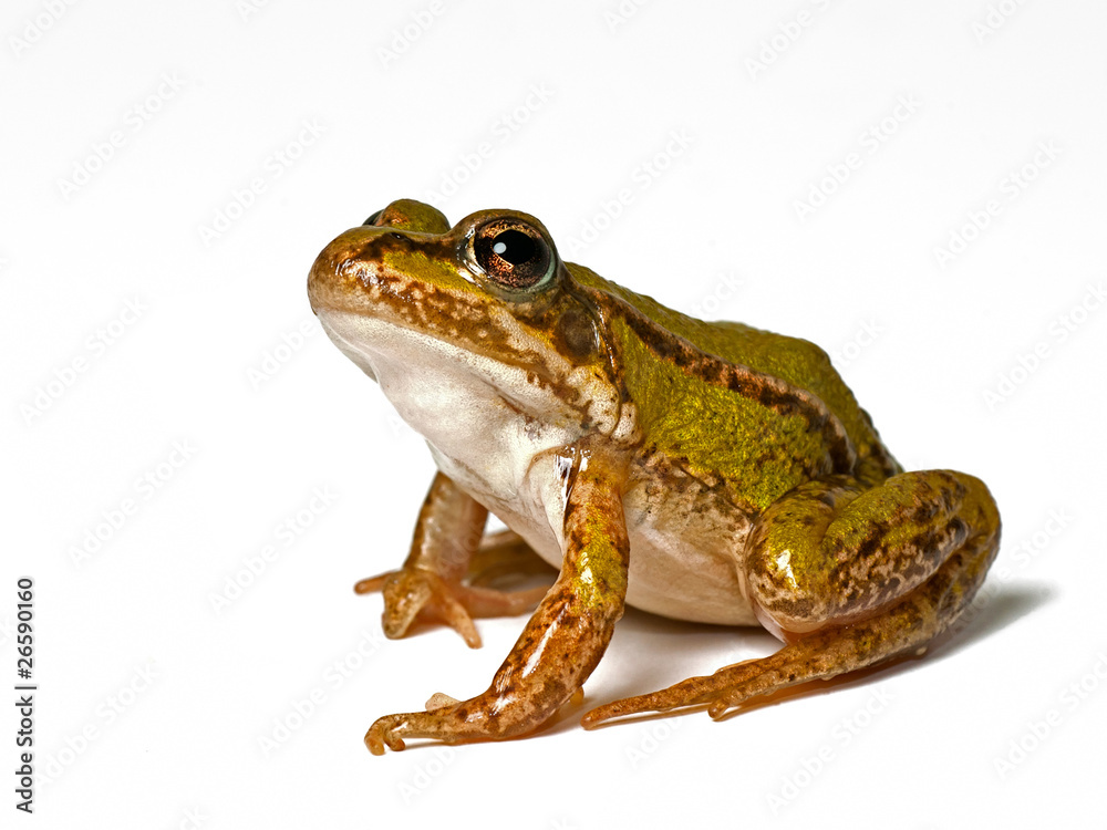 small green frog on a white background, looking up small green frog on a white background, looking up