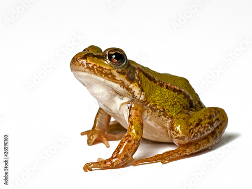 small green frog on a white background, looking up