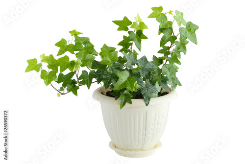Ivy with drops of water