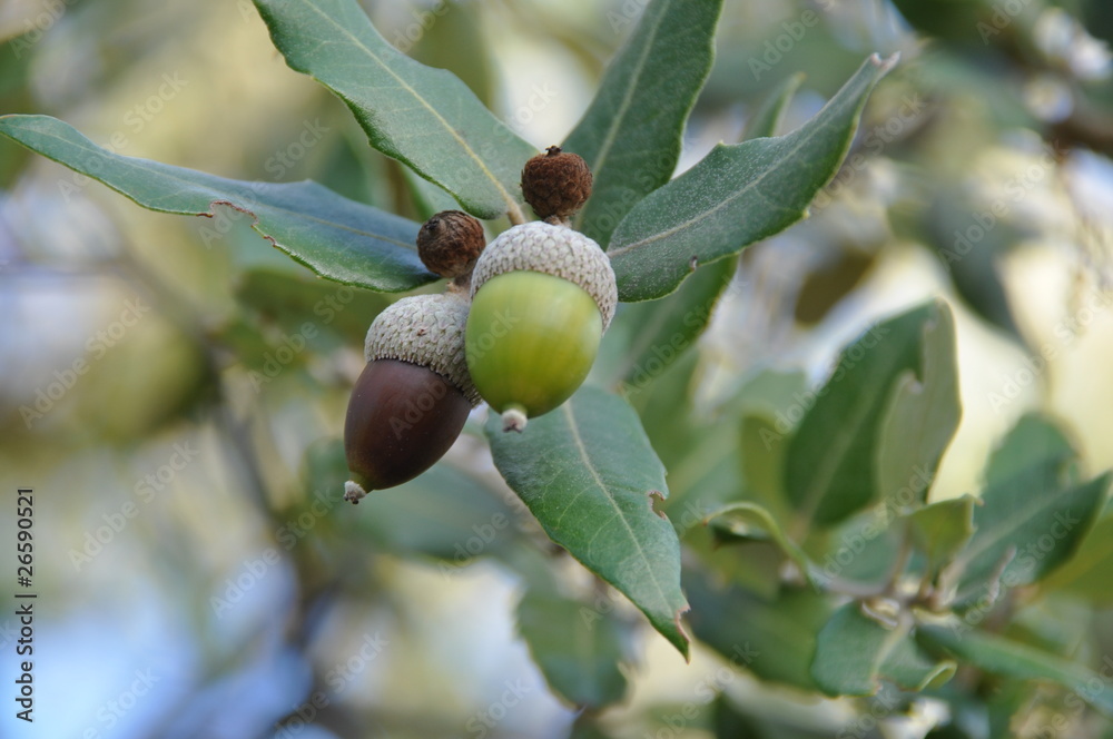 Obraz premium glands