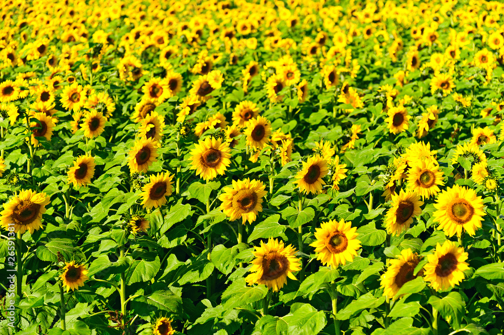 Sonnenblumenfeld Sonnenblumenfeld