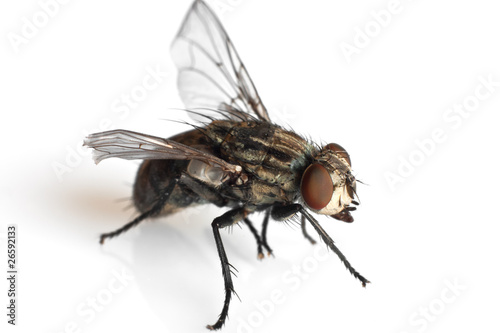 fly - mosca