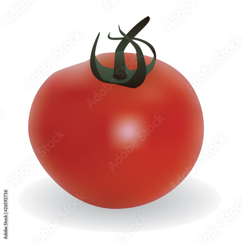 vector red tomato on the white background