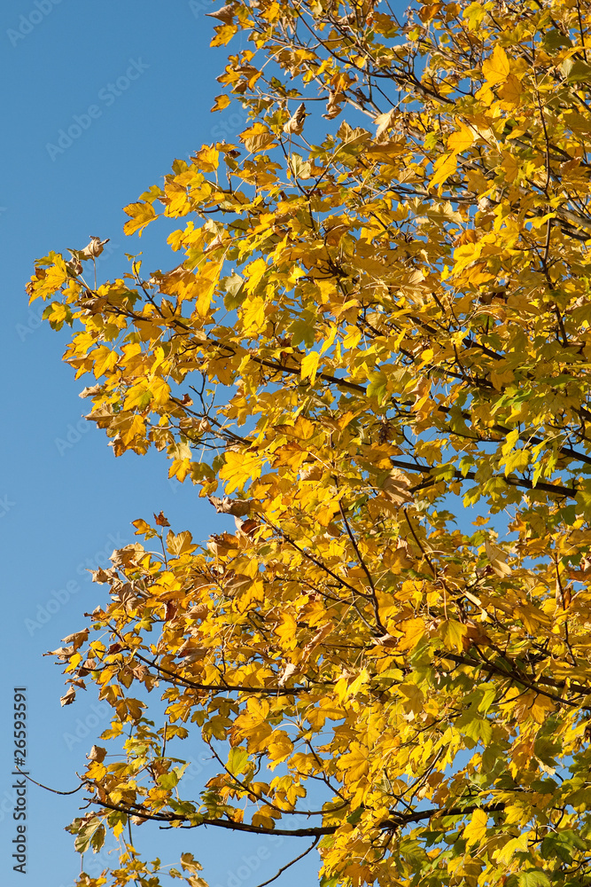 Herbstlaub Herbstlaub