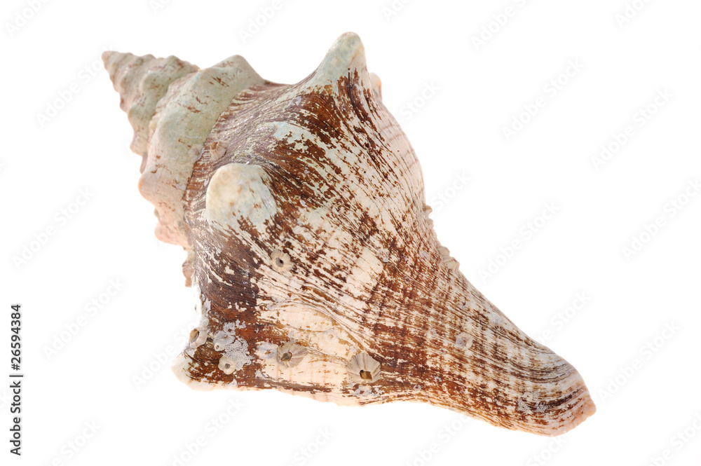 shell shell