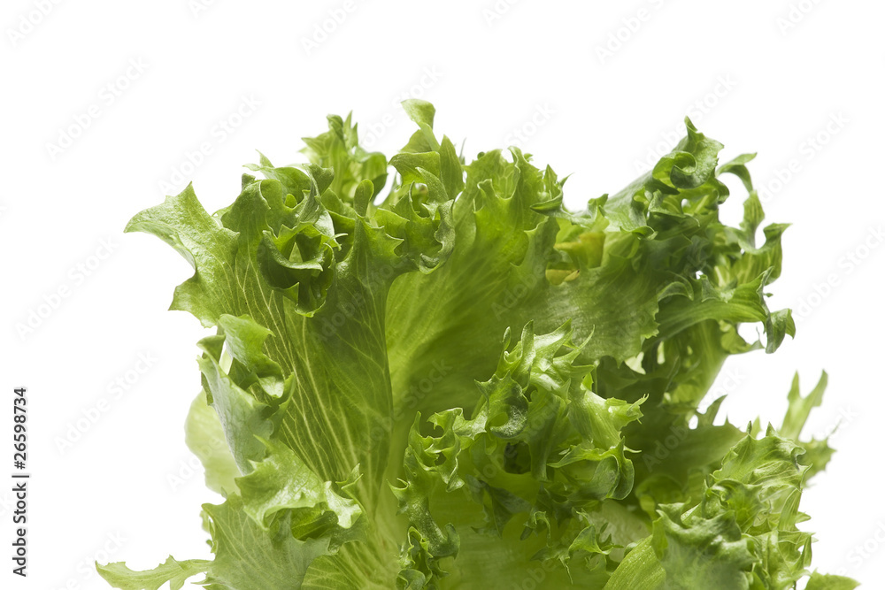 Fototapeta premium green salad
