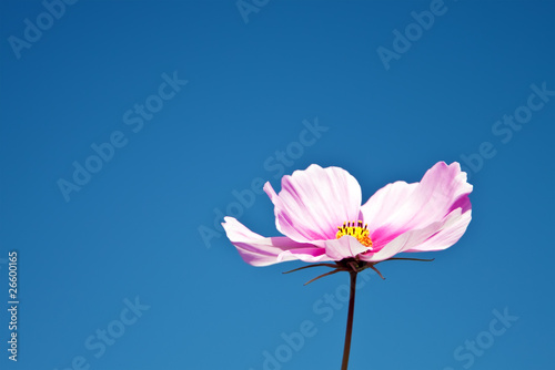 Pink flower against the blue sky.