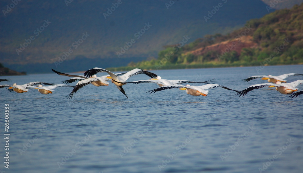 Fototapeta premium Pélican, lac Chamo