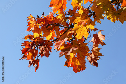Fall yellow maple leaves on the blue sky