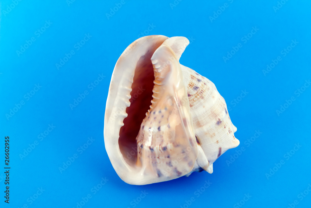 Conch Shell on Blue Conch Shell on Blue