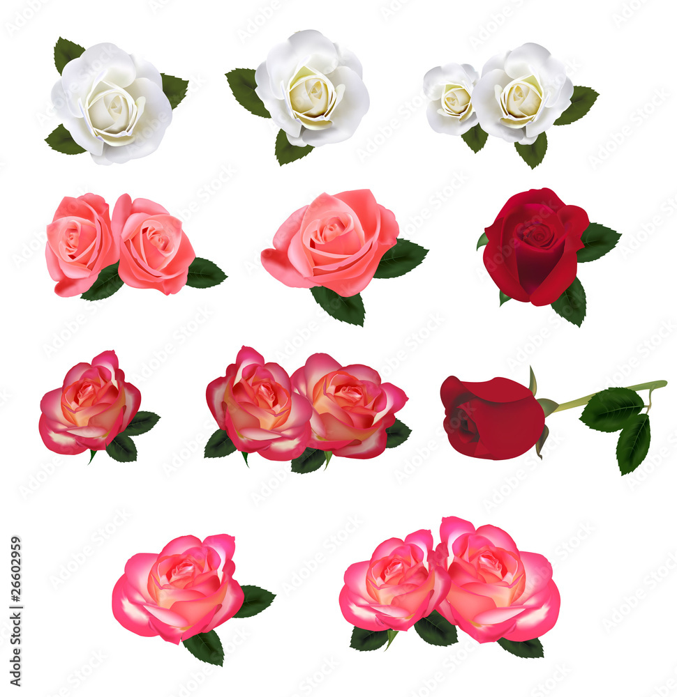 Fototapeta premium Set of a beautiful roses. Vector.