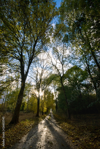 Tree Lined Lane