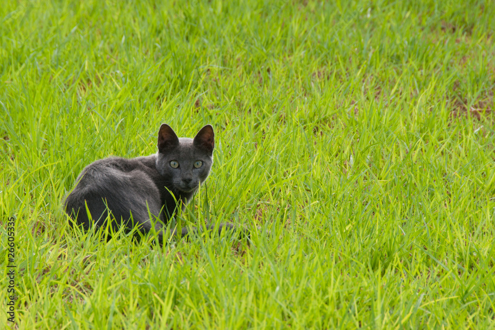 Black cat on a green grass
