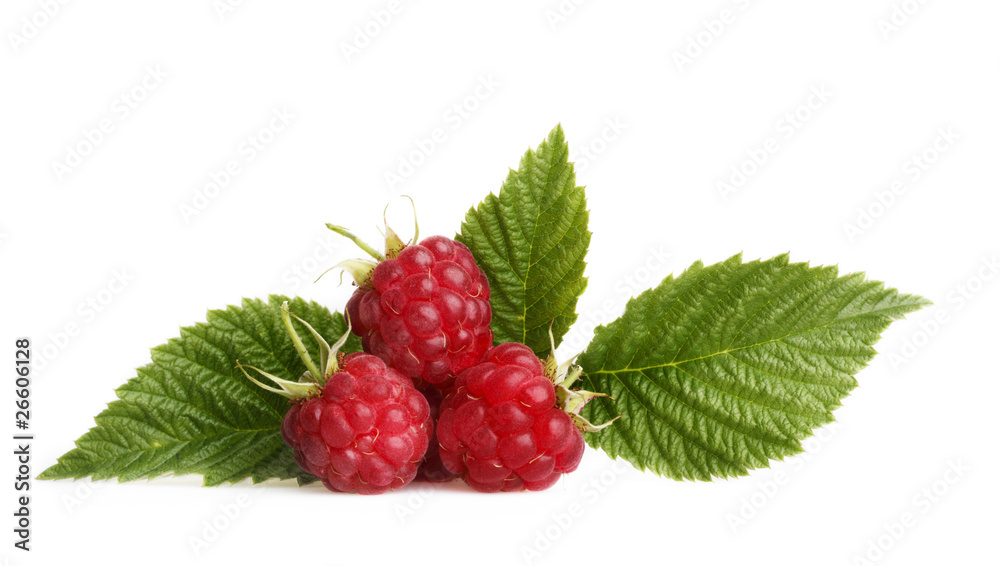Raspberry with green leaves Raspberry with green leaves