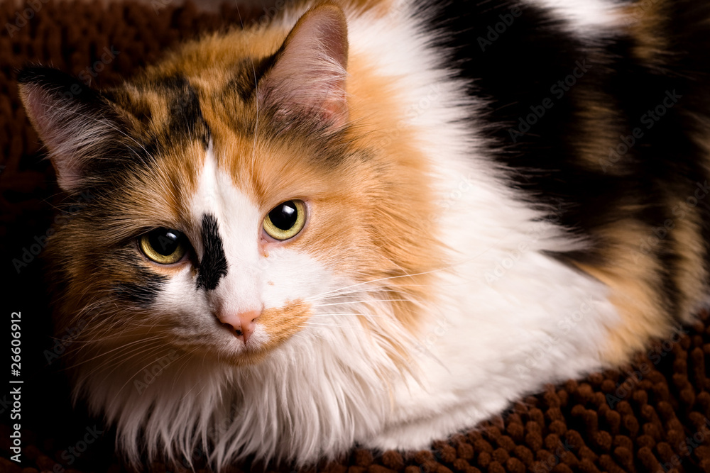 Closeup of Calico Cat