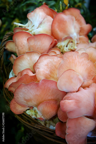 Oyster mushroom (Pleurotus  djamor ) photo