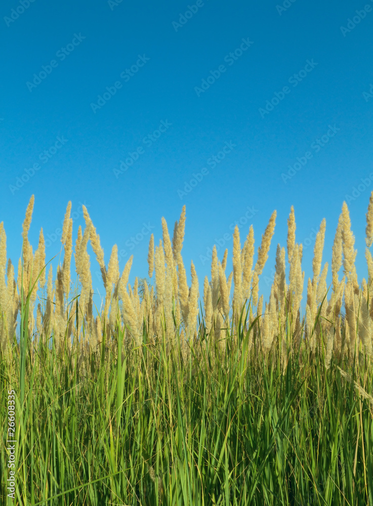 Obraz premium Grass Reeds