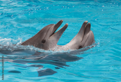 Dolphins flirting