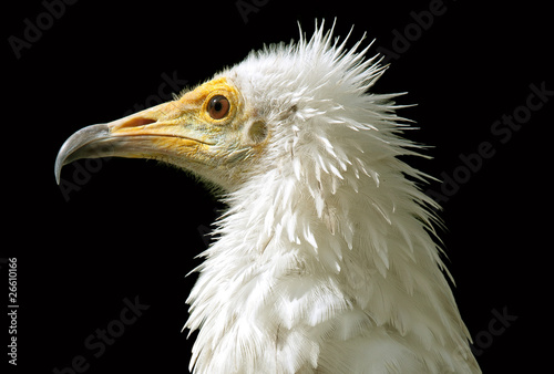 Obraz na plátně Egyptian vulture