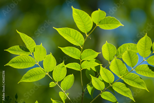 Green leaves