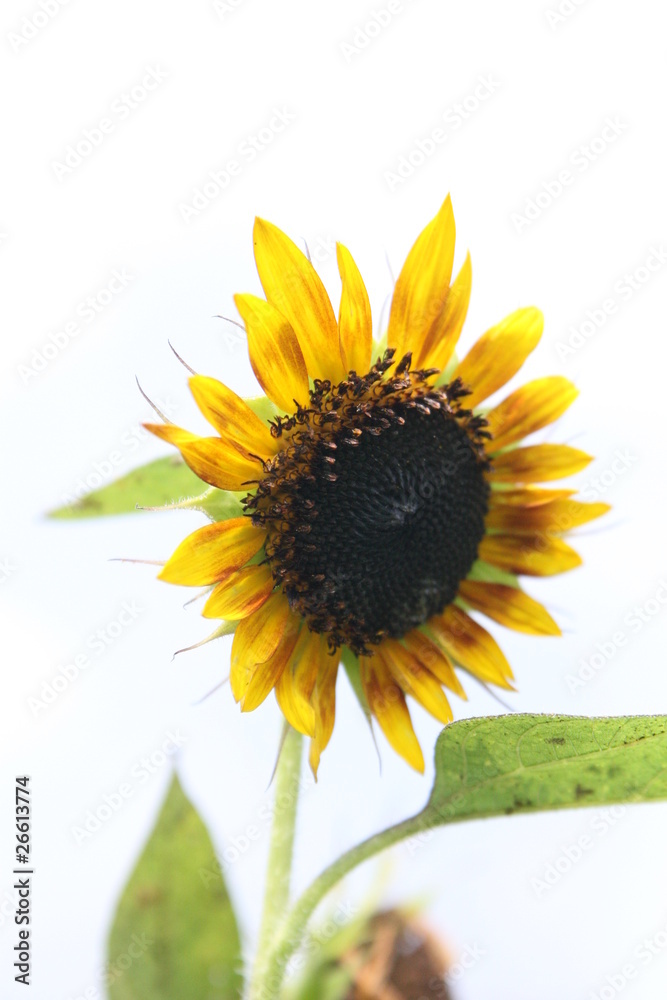 Obraz premium sunflower