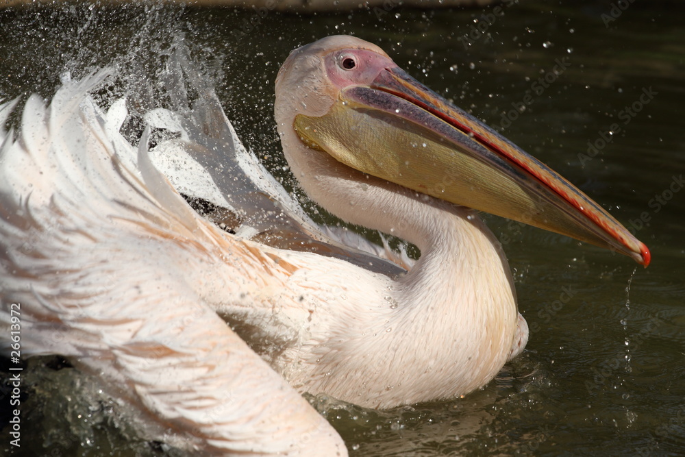 pélican blanc, pelecanus onocrotalus pélican blanc, pelecanus onocrotalus