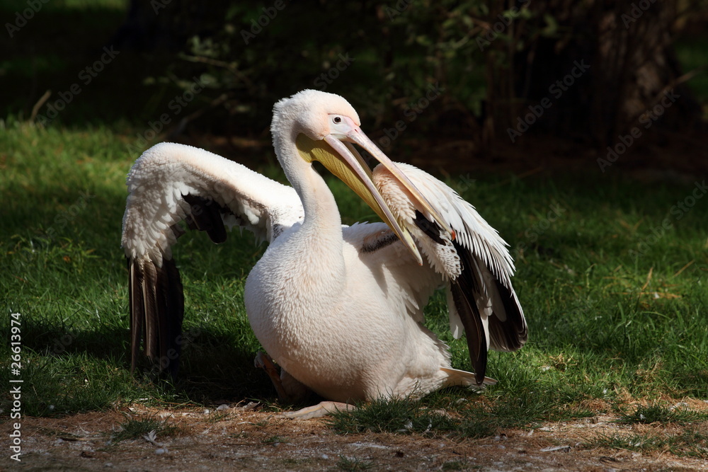pélican blanc, pelecanus onocrotalus pélican blanc, pelecanus onocrotalus
