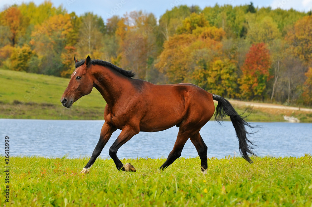 Fototapeta premium bay horse run gallop