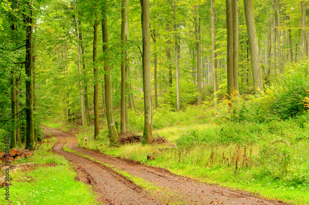 Buchenwald mit Weg - beech forest with trail 07 Buchenwald mit Weg - beech forest with trail 07