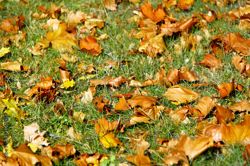 autumn leaves