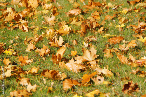 autumn leaves