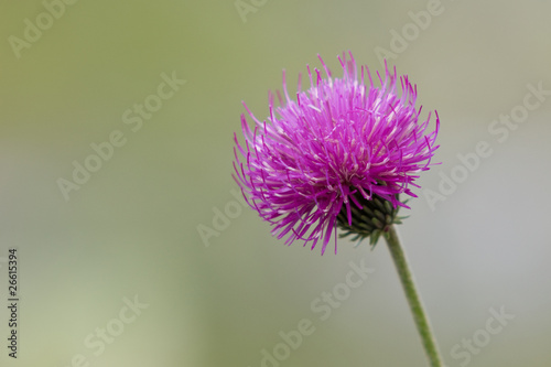 Obraz na płótnie Blume in violett w salonie