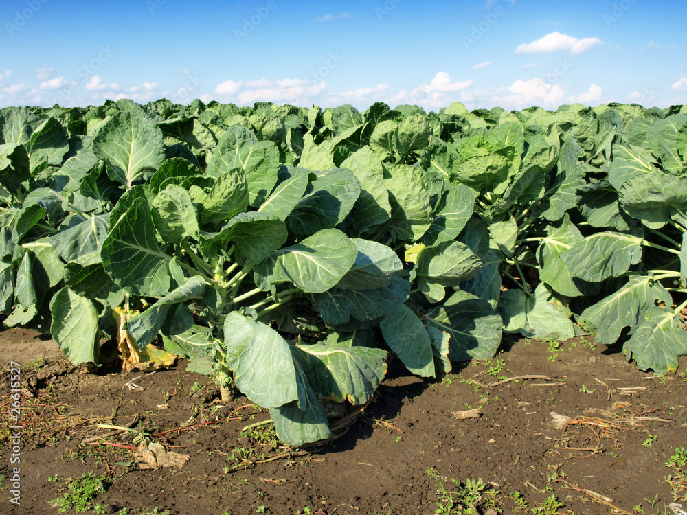 vegetable vegetable