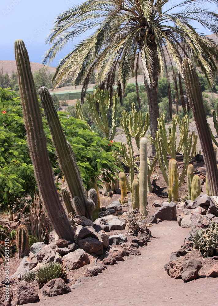Fototapeta premium jardin botanique des canaries