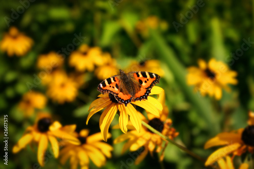 Motyl na łące photo