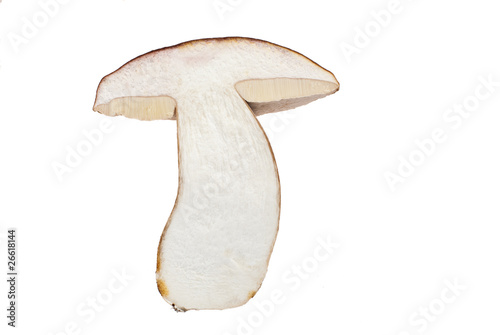 mushroom © Roman Pyshchyk