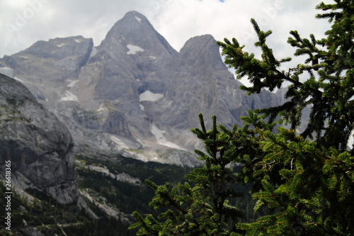 Pine tree and Vernel summit,Canazei photo