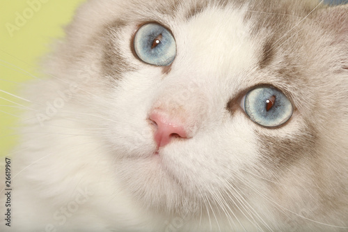 beautiful bleu eyes of the siberian forest cat