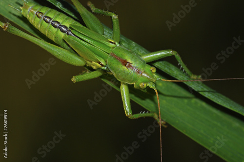 Macro grillo verde
