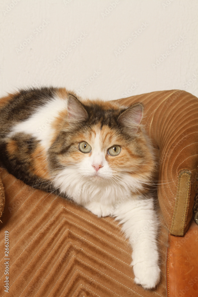 siberian forest cat on the sofa