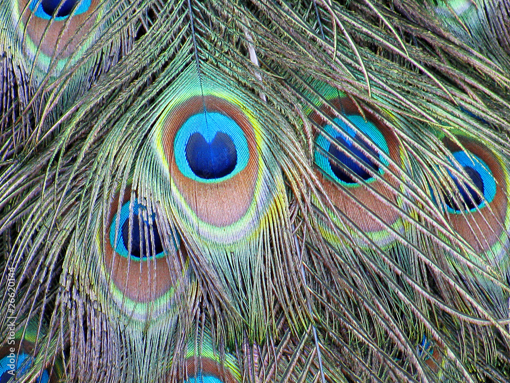 Naklejka premium Vibrant colored feather of peacock